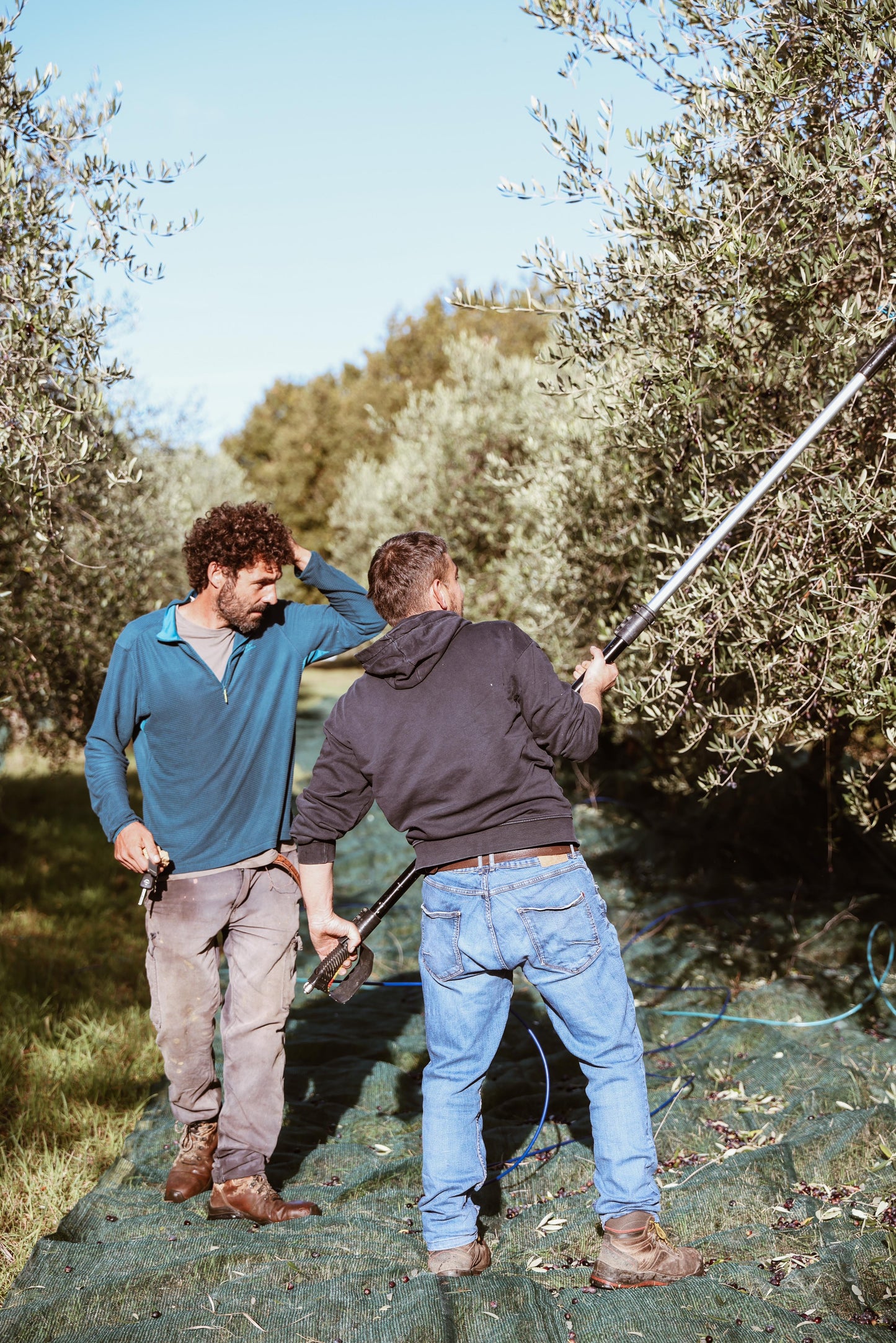 Organic extra virgin olive oil 1