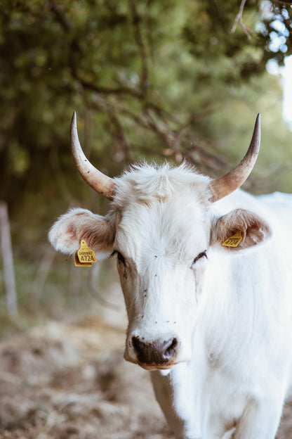Un giorno in fattoria