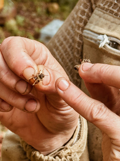 Un giorno in fattoria