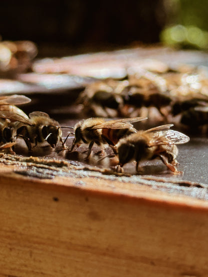 Un giorno in fattoria