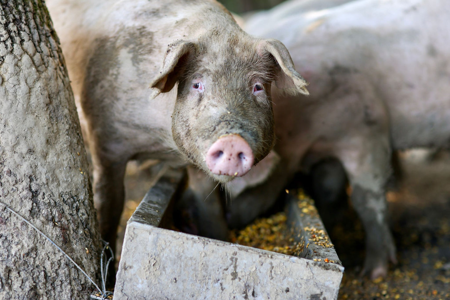 CARNE DI MAIALE FRESCA