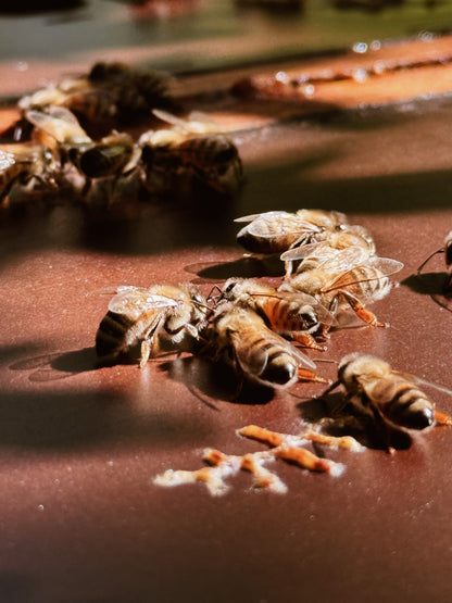 Un giorno da apicoltore